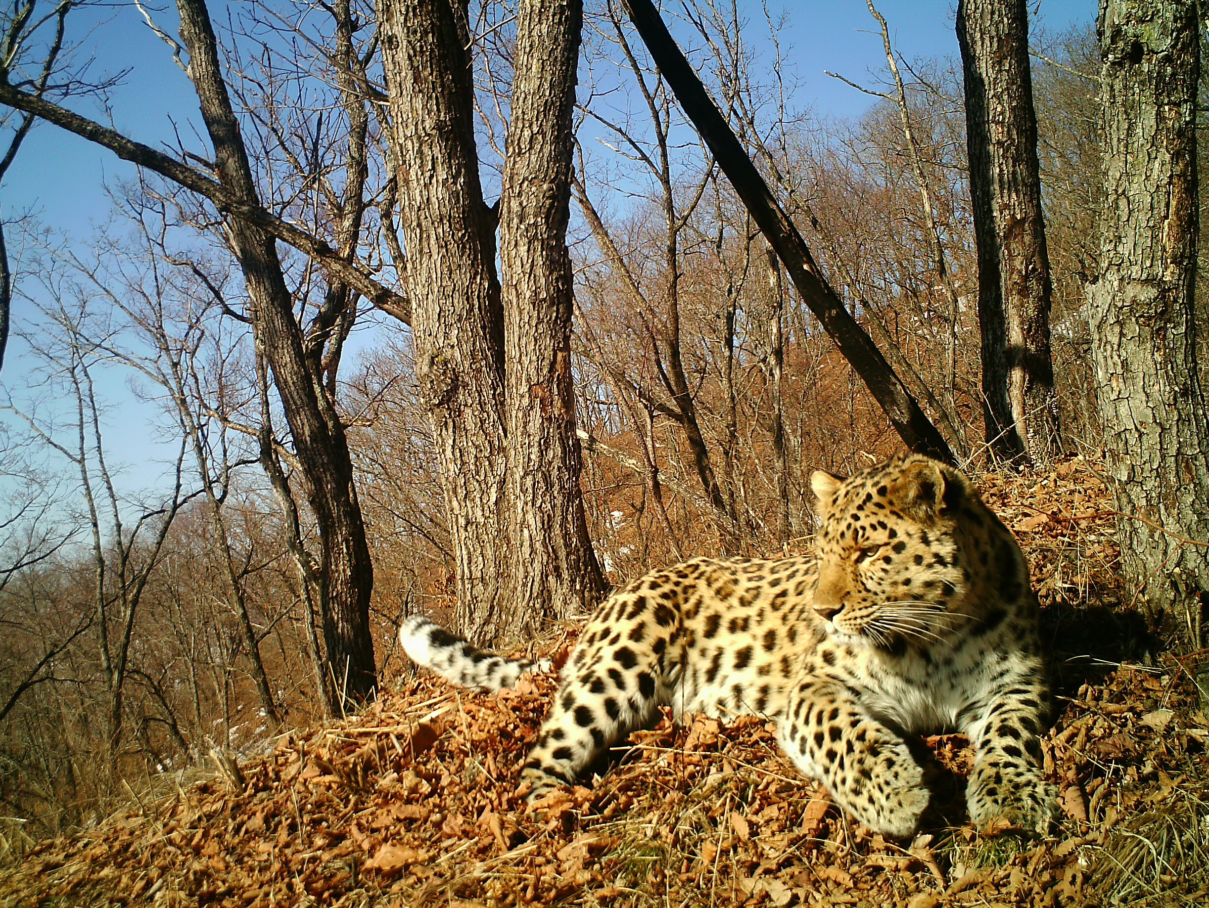 amur leopard build a bear